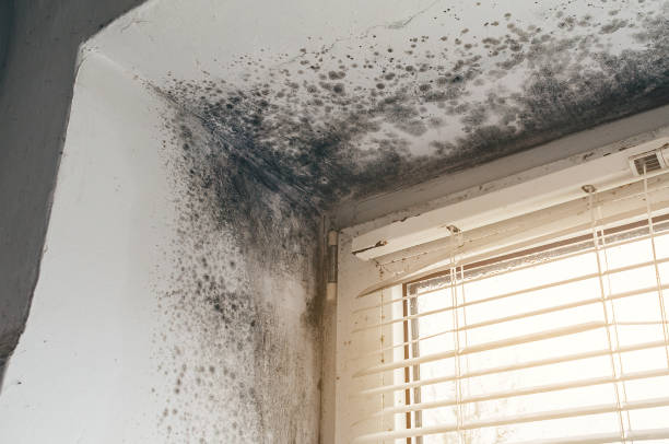 Trusted Bathroom Mold Removal service in Bordentown, NJ - Cheap Mold Removal