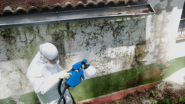 Trusted Attic Mold Removal service in Bordentown, NJ - Cheap Mold Removal